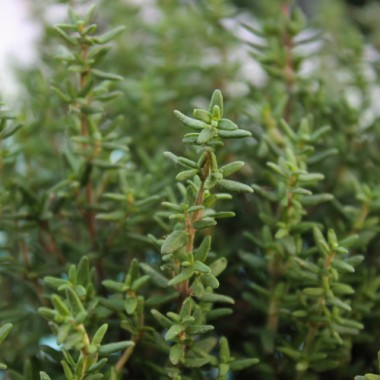 Deutscher Thymian (Samen)