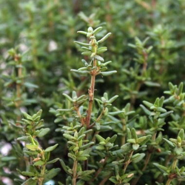 Deutscher Thymian (Samen)