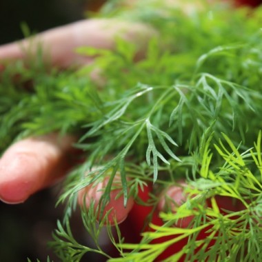 Dill Ambrozja (Samen)