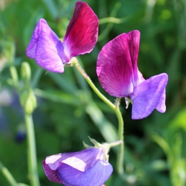 Duftwicke Matucana (Samen)