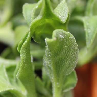 Eiskraut (Samen)