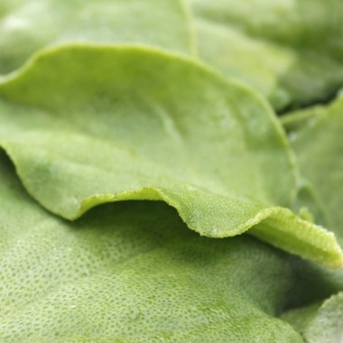 Eiskraut (Samen)