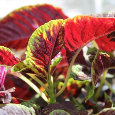 Gemüseamaranth Red Beauty (Samen)