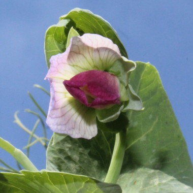 Knackerbse Spring Blush (Samen)