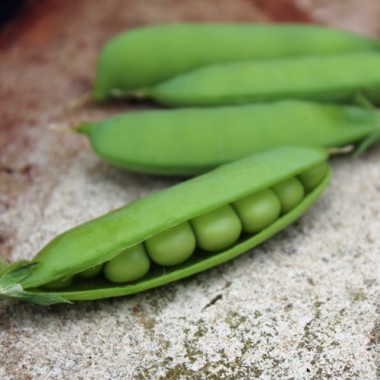 Palerbse British Blue Peas (Samen)