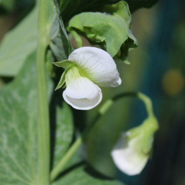 Zuckererbse Oregon Sugar Pod II (Samen)