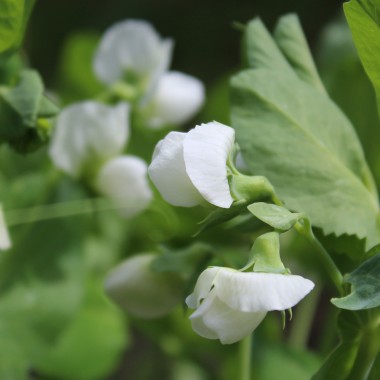 Knackerbse Sugar Ann (Samen)
