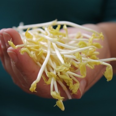 Microgreens Erbsenspargel (Samen)