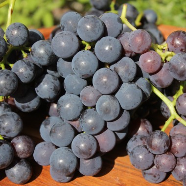 Erdbeerwein Concord (Pflanze)