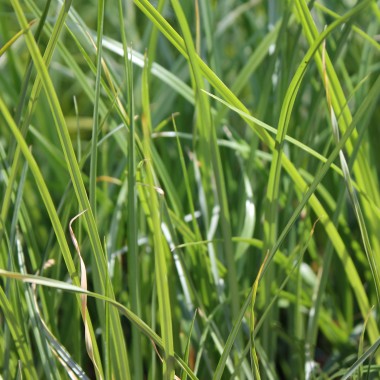 Erdmandel Jumbo (Pflanze)