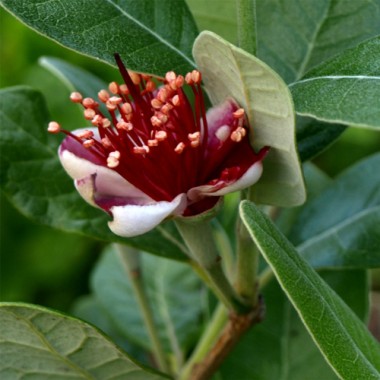 Feijoa - Ananasguave (Samen)