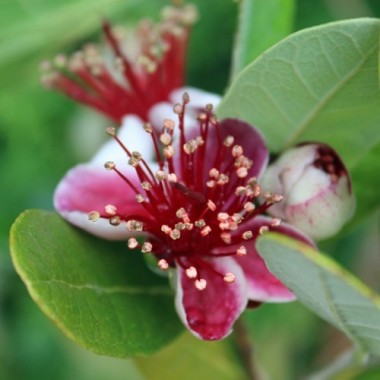 Feijoa - Ananasguave (Samen)