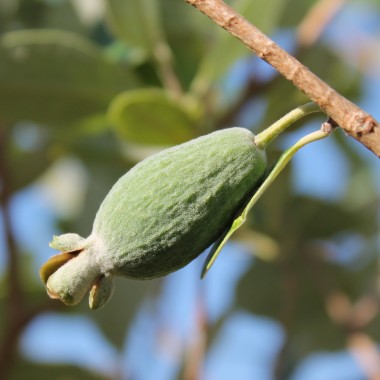 Feijoa - Ananasguave (Samen)