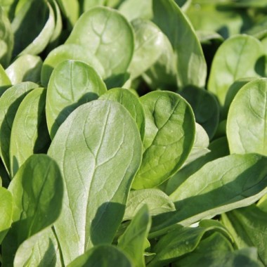 Feldsalat Grote Noordhollandse (Samen)