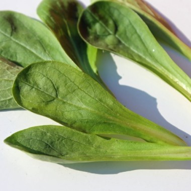 Feldsalat Grote Noordhollandse (Samen)