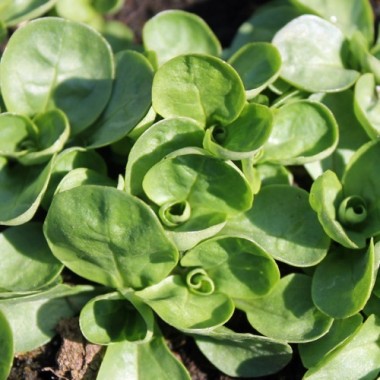 Feldsalat Verte de Cambrai (Samen)