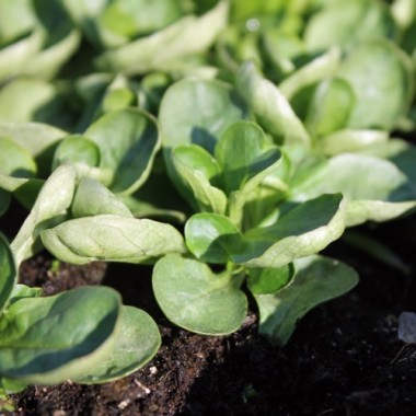 Feldsalat Verte de Cambrai (Samen)