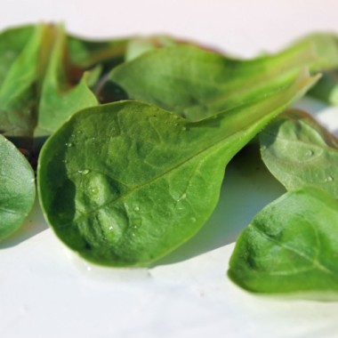 Feldsalat Verte de Cambrai (Samen)
