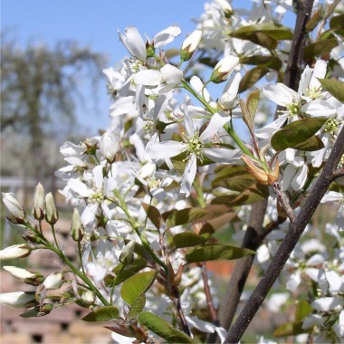 Großfrüchtige Felsenbirne Ballerina (Pflanze)