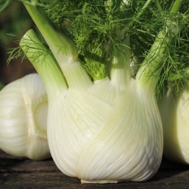 Knollenfenchel Romanesco (Samen)