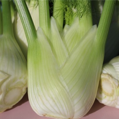 Knollenfenchel Tardivo Trevignano (Samen)