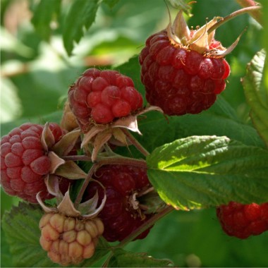 Himbeere Framita (Pflanze)