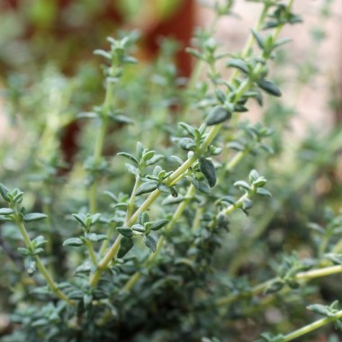 Französischer Thymian (Samen)