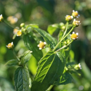 Franzosenkraut (Samen)