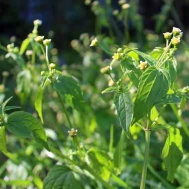 Franzosenkraut (Samen)