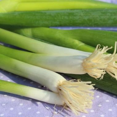 Frühlingszwiebel Evergreen (Samen)