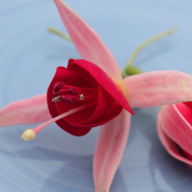 Fuchsie Celia Smedley (Pflanze)