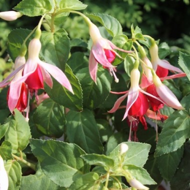 Fuchsie Celia Smedley (Pflanze)