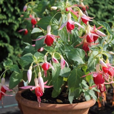 Fuchsie Celia Smedley (Pflanze)