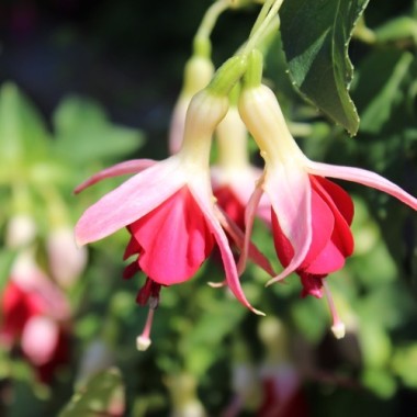 Fuchsie Celia Smedley (Pflanze)