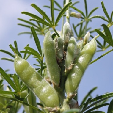 Gelbe Süßlupine (Samen)
