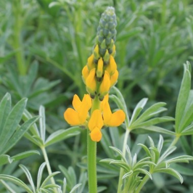 Gelbe Süßlupine (Samen)