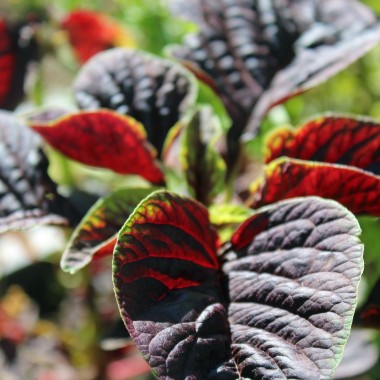 Gemüseamaranth Red Beauty (Samen)