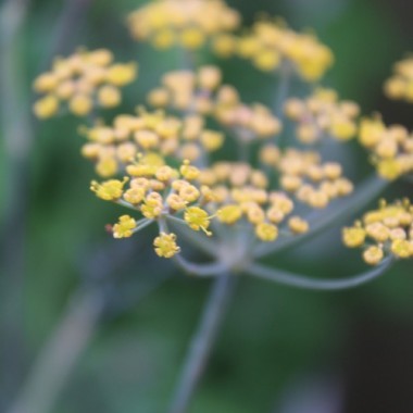 Gewürzfenchel bronze (Samen)