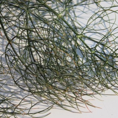 Gewürzfenchel bronze (Samen)