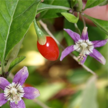 Goji  (Samen)