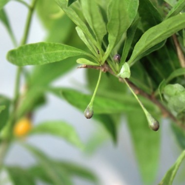 Goji Golden Honey (Pflanze)