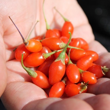 Goji Korean Big (Pflanze)