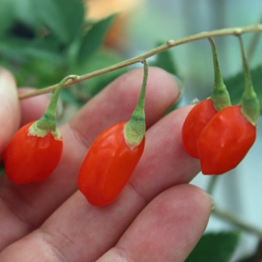 Goji No. 1 (Pflanze)
