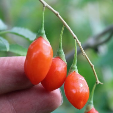 Goji No. 1 (Pflanze)