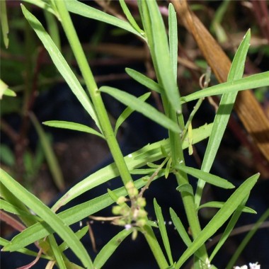 Grasblättrige Kresse (Samen)