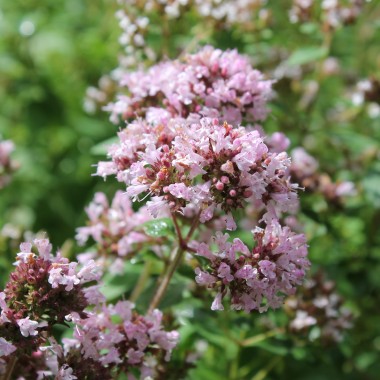 Griechischer Oregano (Samen)