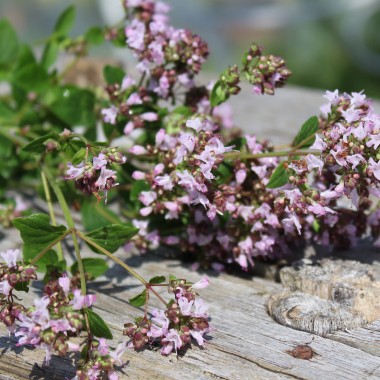 Griechischer Oregano (Samen)