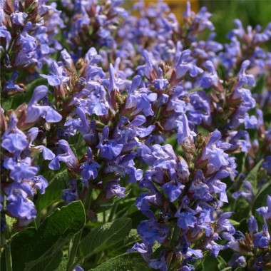 Griechischer Salbei (Pflanze)