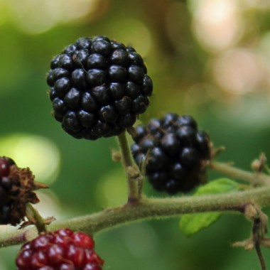 Heilige Brombeere (Pflanze)