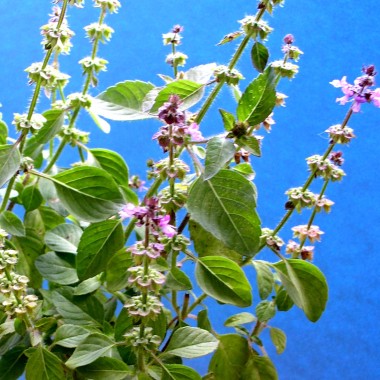 Heiliges Basilikum - Tulsi (Samen)